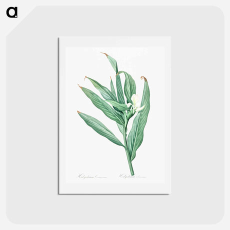 アートポストカード-White garland-lily illustration - ピエール ジョゼフ ルドゥーテ Postcard.