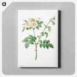 アートパネル-Brier Bush Rose or Dog Rose (Rosa Leucantha)
 - クリーブランド美術館 Canvas.