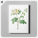 アートパネル-Brier Bush Rose or Dog Rose (Rosa Leucantha)
 - クリーブランド美術館 Canvas.