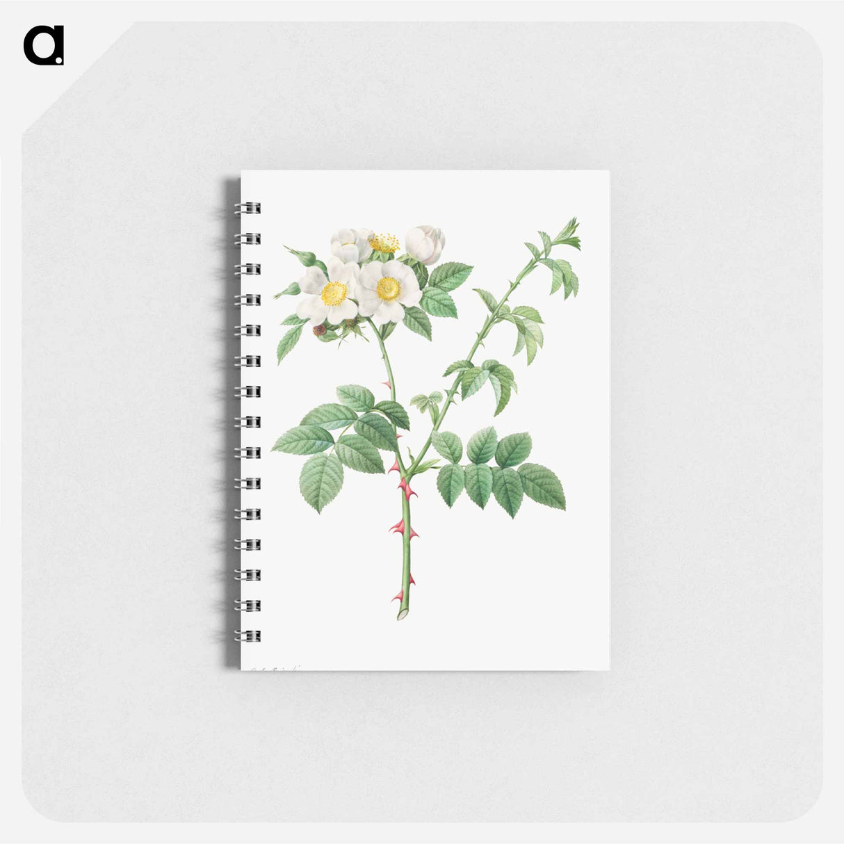 アートメモ帳-Brier Bush Rose or Dog Rose (Rosa Leucantha)
 - クリーブランド美術館 Memo.
