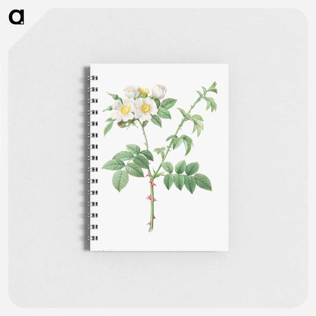 アートメモ帳-Brier Bush Rose or Dog Rose (Rosa Leucantha)
 - クリーブランド美術館 Memo.