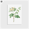 アートポストカード-Brier Bush Rose or Dog Rose (Rosa Leucantha)
 - クリーブランド美術館 Postcard.