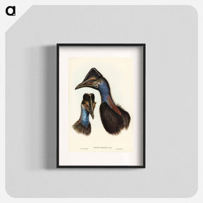 アートポスター-Bennett's Cassowary
 - ジョン グールド Poster.