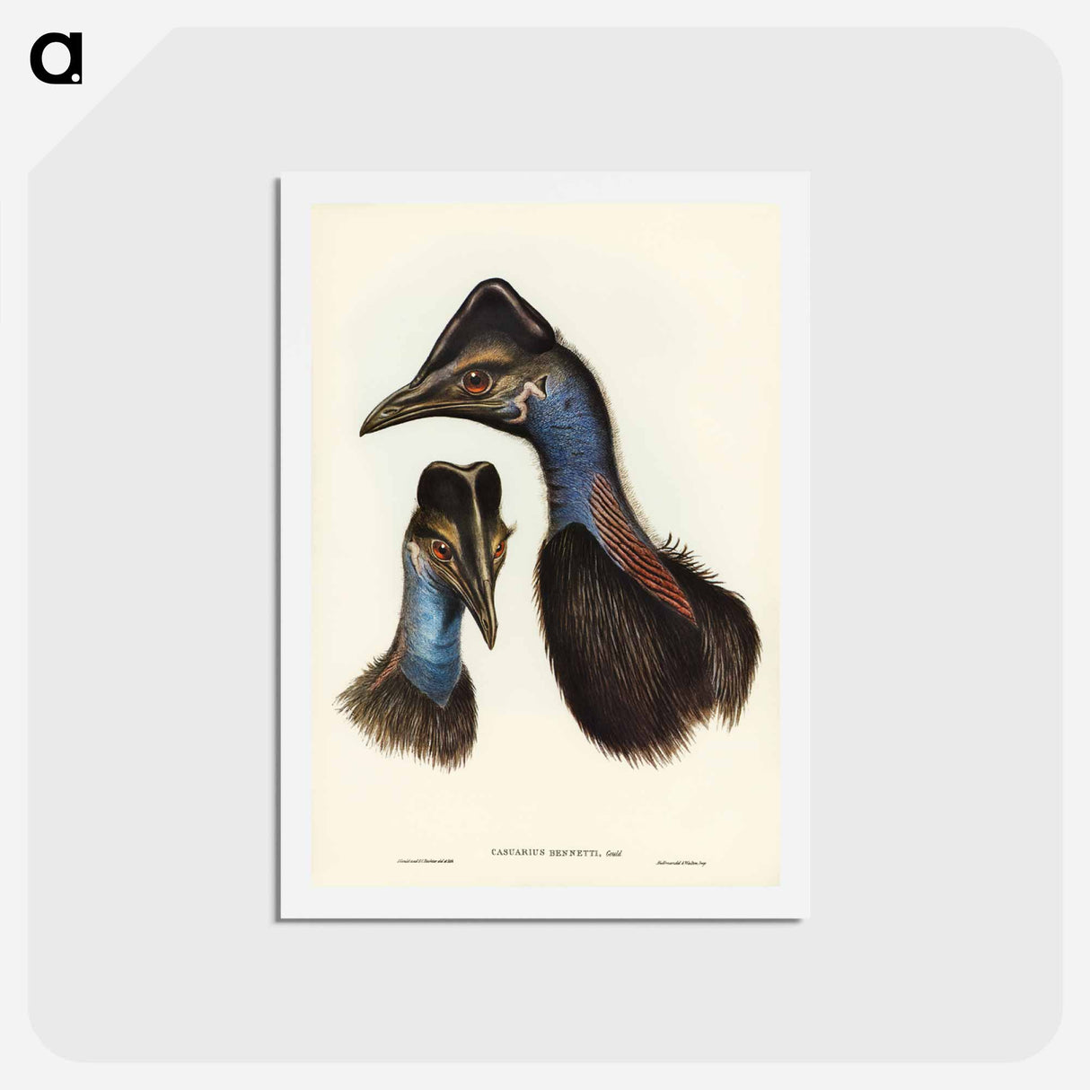 アートポストカード-Bennett's Cassowary
 - ジョン グールド Postcard.