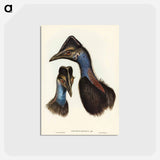 アートポストカード-Bennett's Cassowary
 - ジョン グールド Postcard.