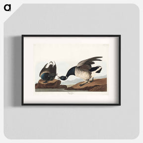 アートポスター-Brant Goose
 - ジョン ジェームス オーデュボン Poster.