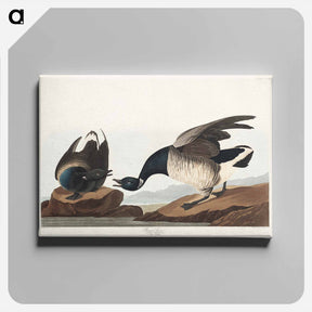 アートパネル-Brant Goose
 - ジョン ジェームス オーデュボン Canvas.