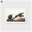 アートポストカード-Brant Goose
 - ジョン ジェームス オーデュボン Postcard.