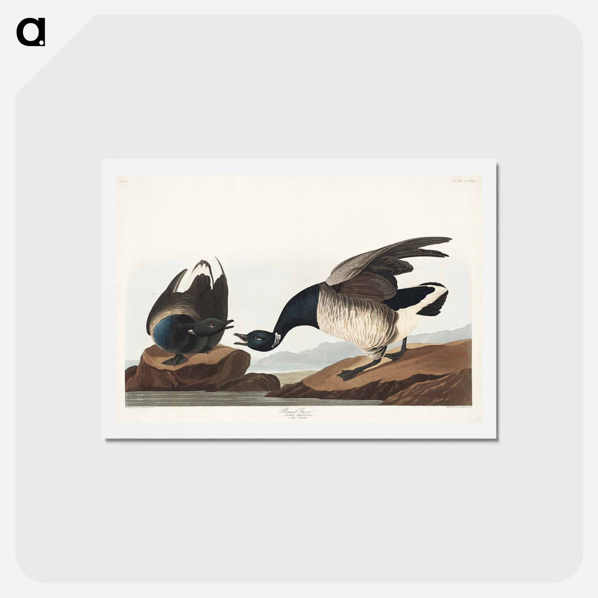 アートポストカード-Brant Goose
 - ジョン ジェームス オーデュボン Postcard.
