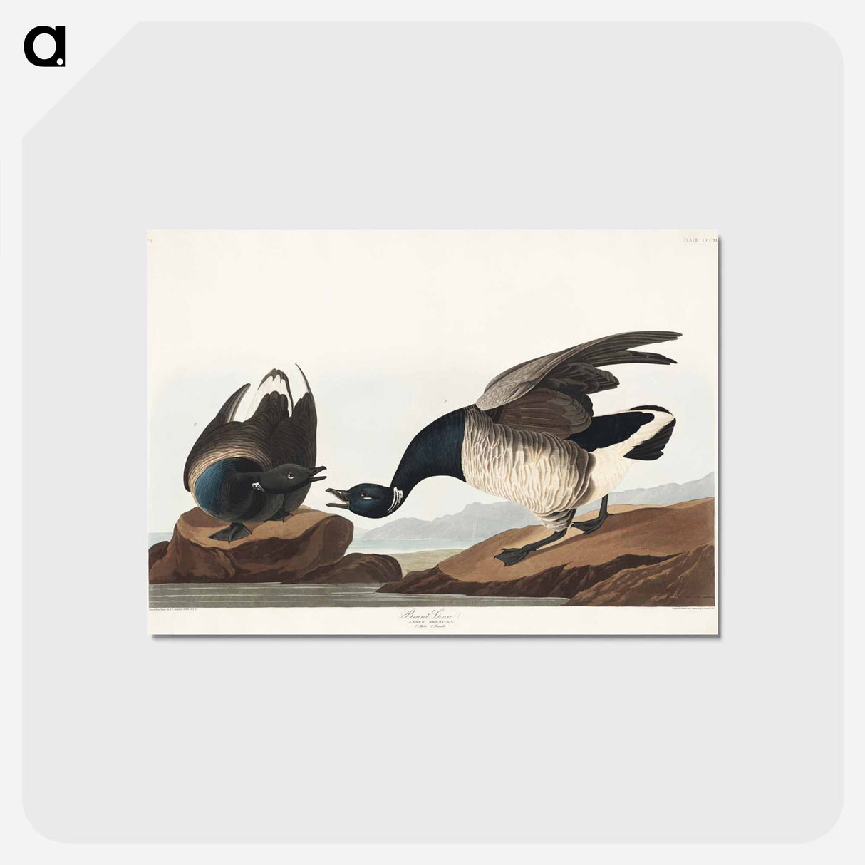 アートポストカード-Brant Goose
 - ジョン ジェームス オーデュボン Postcard.