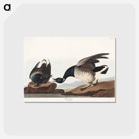 アートポストカード-Brant Goose
 - ジョン ジェームス オーデュボン Postcard.