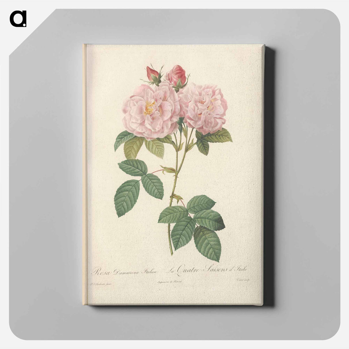 アートパネル-Rose illustration - ピエール ジョゼフ ルドゥーテ Canvas.