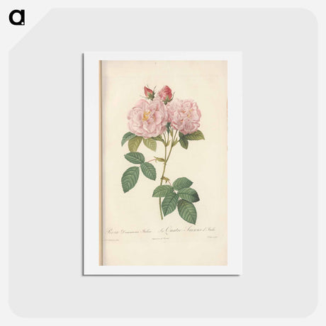 アートポストカード-Rose illustration - ピエール ジョゼフ ルドゥーテ Postcard.