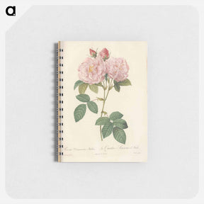 アートメモ帳-Rose illustration - ピエール ジョゼフ ルドゥーテ Memo.