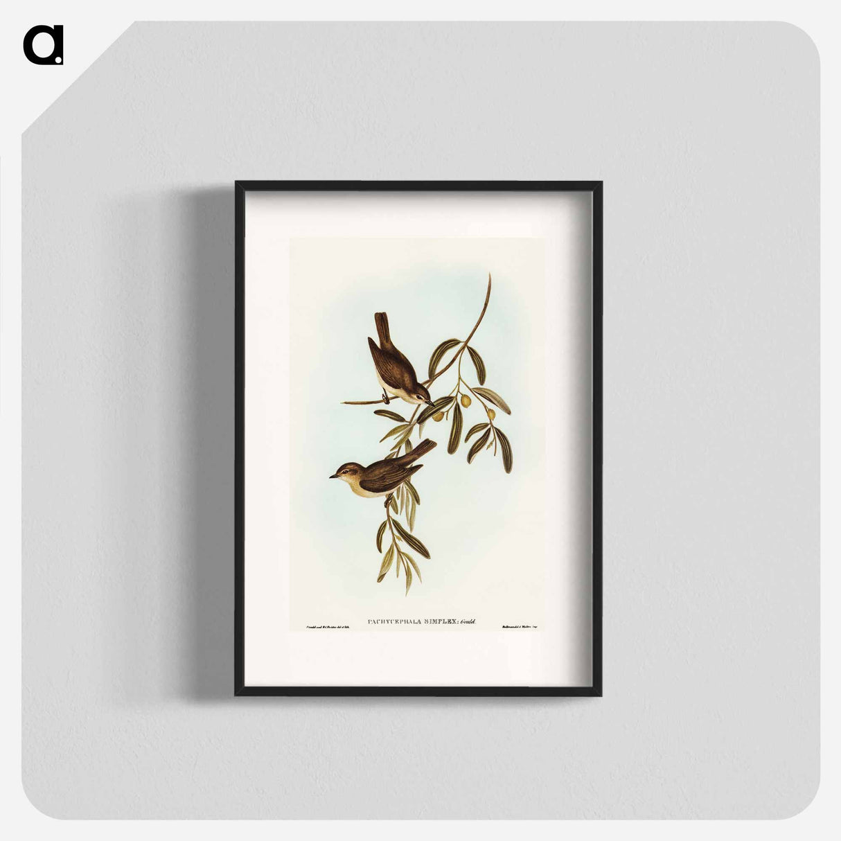 Plain-coloured Pachycephala
 - オーストラリアの鳥 Poster.