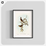 Plain-coloured Pachycephala
 - オーストラリアの鳥 Poster.