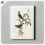 Plain-coloured Pachycephala
 - オーストラリアの鳥 Canvas.