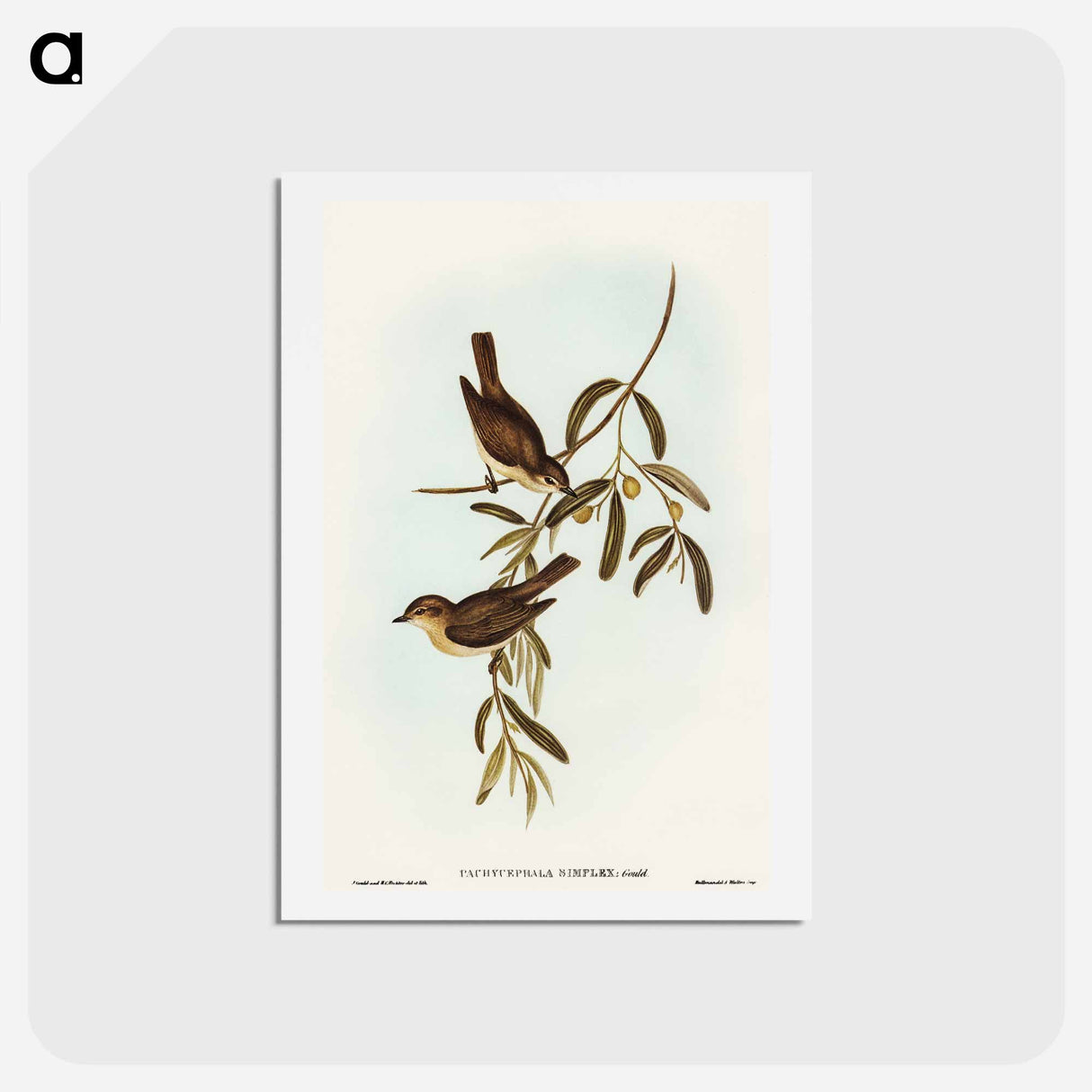 アートポストカード-Plain-coloured Pachycephala
 - オーストラリアの鳥 Postcard.