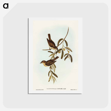 アートポストカード-Plain-coloured Pachycephala
 - オーストラリアの鳥 Postcard.