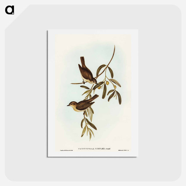 アートポストカード-Plain-coloured Pachycephala
 - オーストラリアの鳥 Postcard.