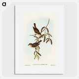 アートポスター-Plain-coloured Pachycephala
 - オーストラリアの鳥 Poster.