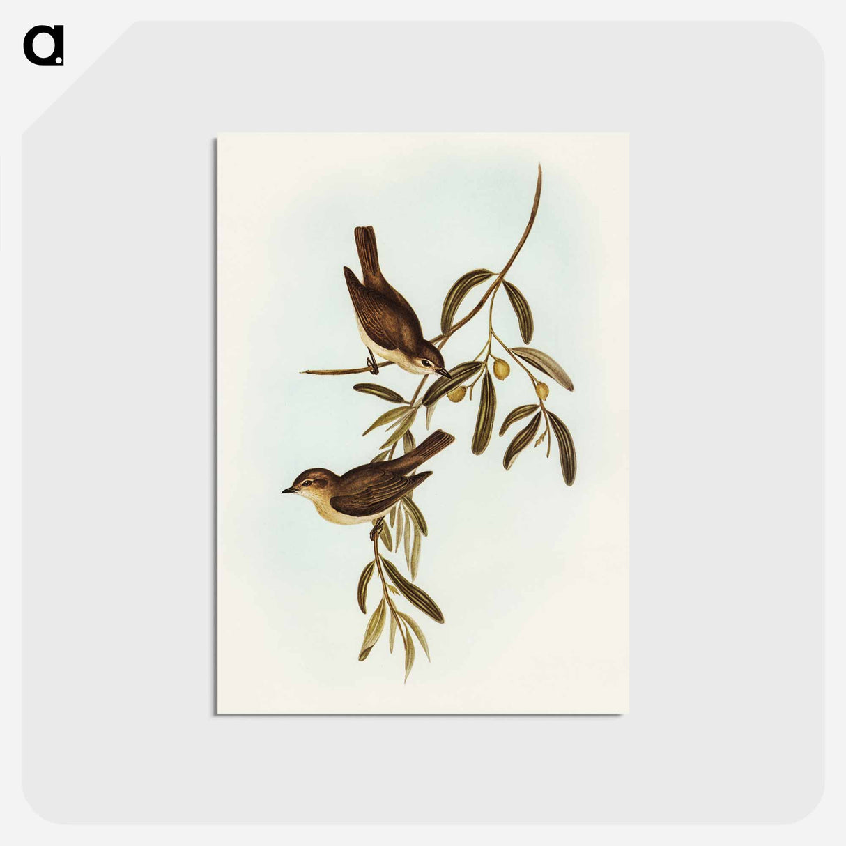 アートポストカード-Plain-coloured Pachycephala
 - オーストラリアの鳥 Postcard.