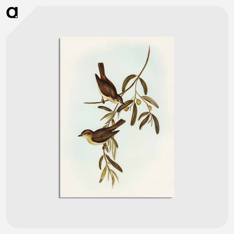 アートポストカード-Plain-coloured Pachycephala
 - オーストラリアの鳥 Postcard.