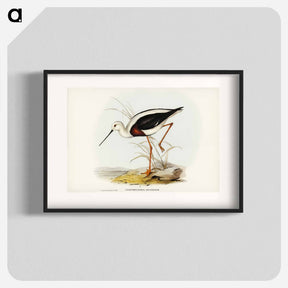 アートポスター-Banded Stilt
 - ジョン グールド Poster.