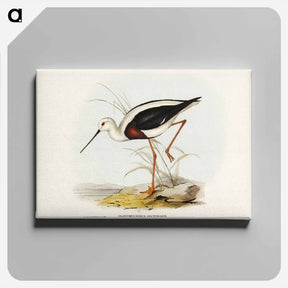 アートパネル-Banded Stilt
 - ジョン グールド Canvas.