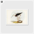 アートポストカード-Banded Stilt
 - ジョン グールド Postcard.