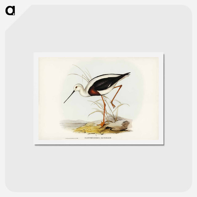アートポストカード-Banded Stilt
 - ジョン グールド Postcard.