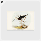 アートポストカード-Banded Stilt
 - ジョン グールド Postcard.