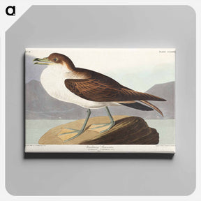 アートパネル-Wandering Shearwater
 - ジョン ジェームス オーデュボン Canvas.