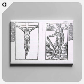 アートパネル-Muscle Plates
 - 国立医学図書館 Canvas.
