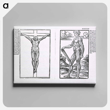 アートパネル-Muscle Plates
 - 国立医学図書館 Canvas.