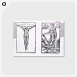 アートポストカード-Muscle Plates
 - 国立医学図書館 Postcard.