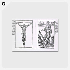 アートポストカード-Muscle Plates
 - 国立医学図書館 Postcard.