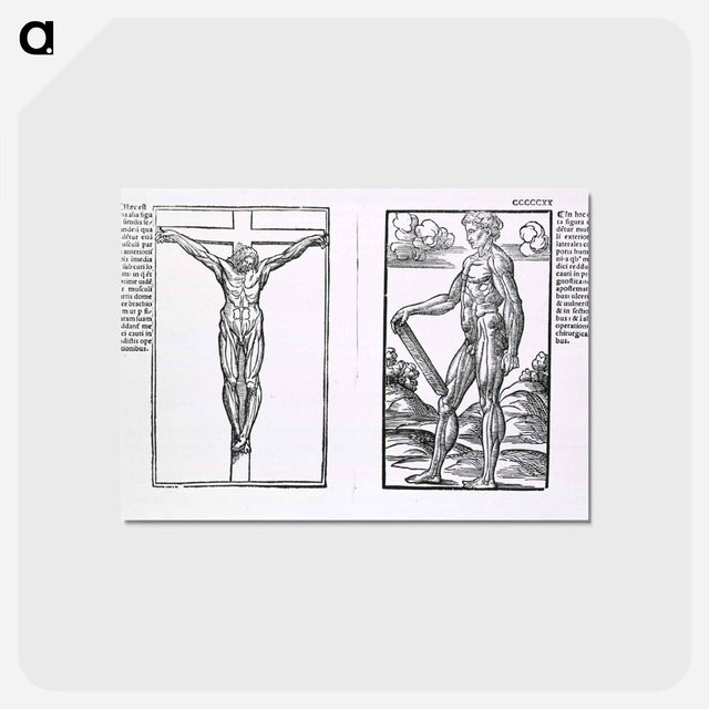アートポストカード-Muscle Plates
 - 国立医学図書館 Postcard.