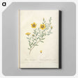 5-54_Pierre-Joseph-Redoute_canvas