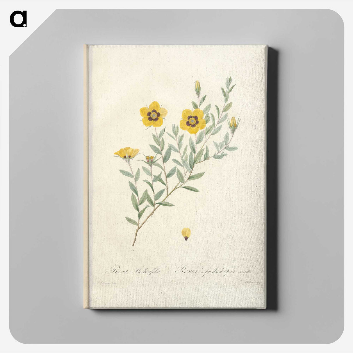 5-54_Pierre-Joseph-Redoute_canvas