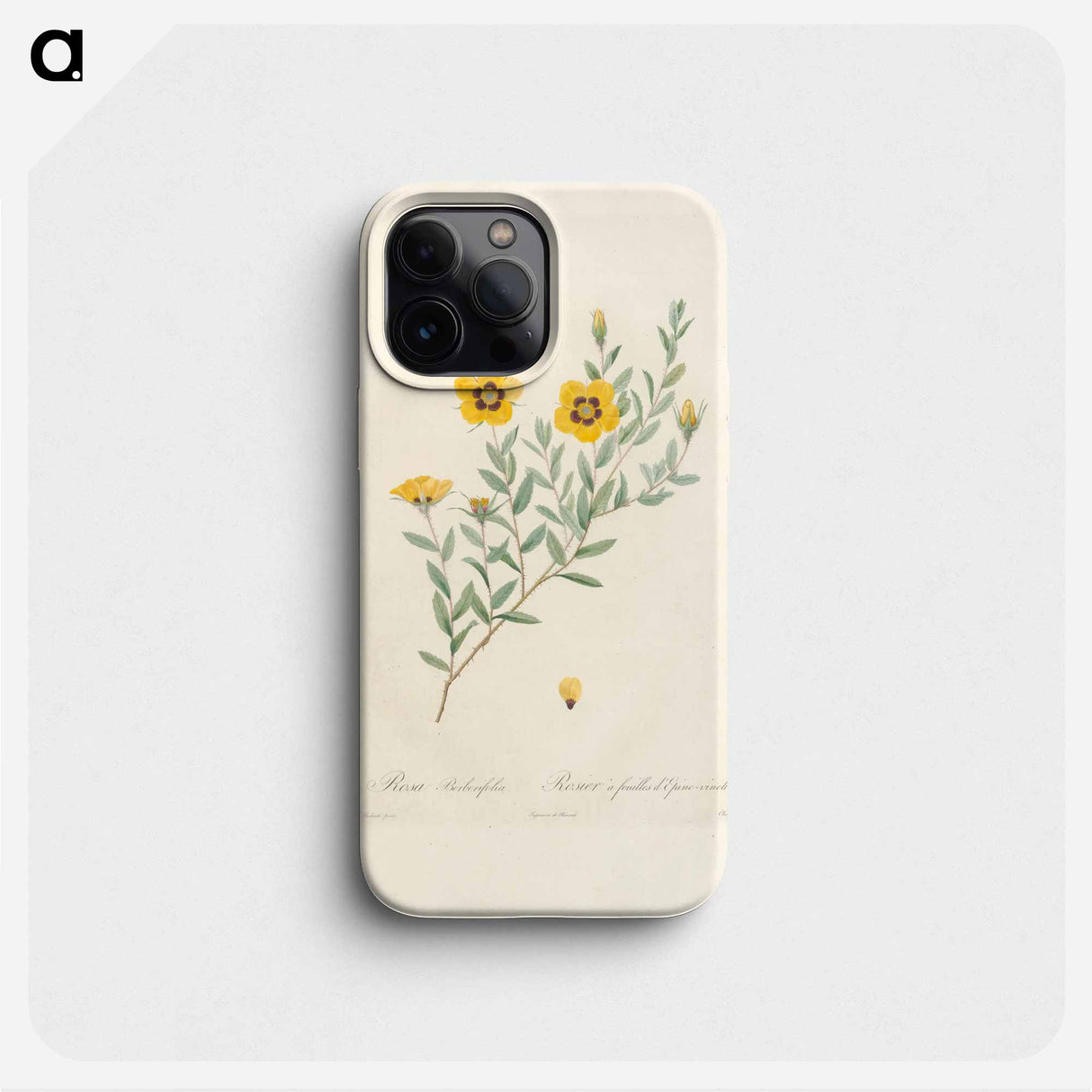 Rose illustration - ピエール ジョゼフ ルドゥーテ Phone Case.