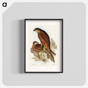 アートポスター-Radiated Goshawk
 - オーストラリアの鳥 Poster.
