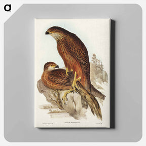 アートパネル-Radiated Goshawk
 - オーストラリアの鳥 Canvas.