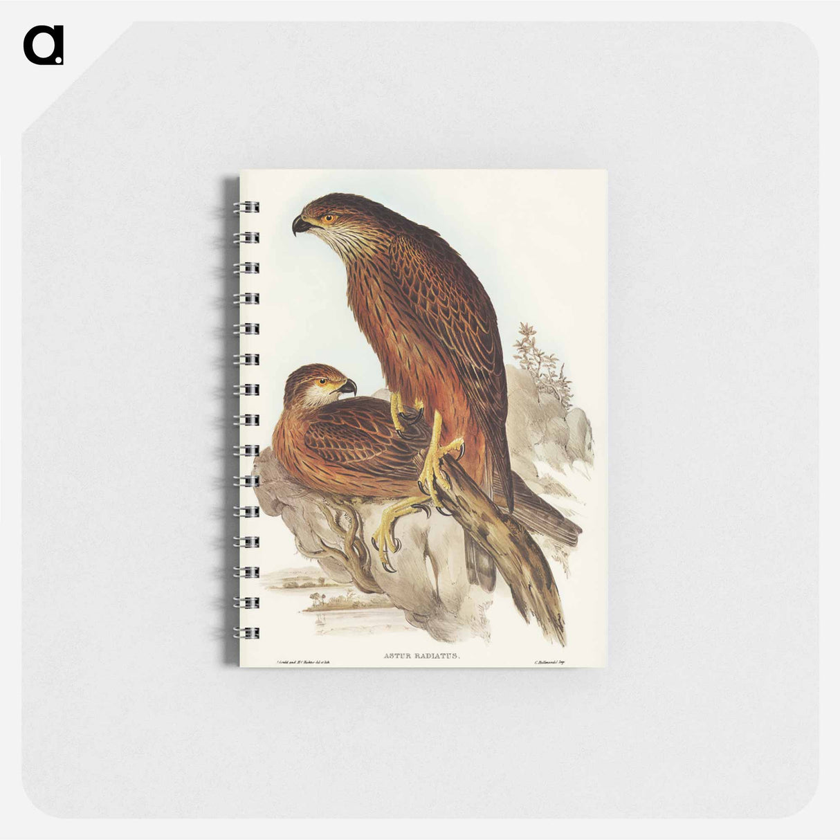 アートメモ帳-Radiated Goshawk
 - オーストラリアの鳥 Memo.
