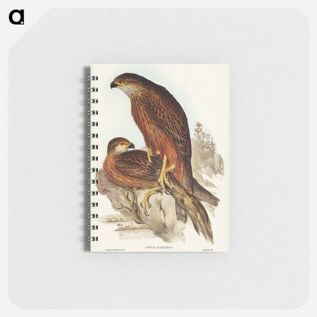 アートメモ帳-Radiated Goshawk
 - オーストラリアの鳥 Memo.