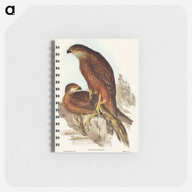 アートメモ帳-Radiated Goshawk
 - オーストラリアの鳥 Memo.