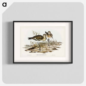 アートポスター-Black-Tailed Godwit
 - ジョン グールド Poster.