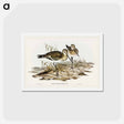 アートポストカード-Black-Tailed Godwit
 - ジョン グールド Postcard.
