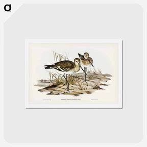 アートポストカード-Black-Tailed Godwit
 - ジョン グールド Postcard.