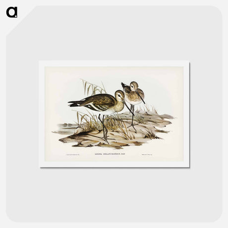 アートポストカード-Black-Tailed Godwit
 - ジョン グールド Postcard.